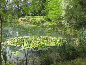 Vogelau